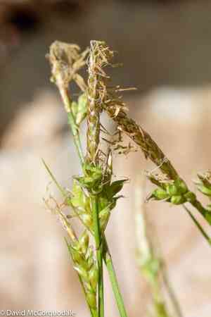 Fibrous-root sedge(Carex communis)
