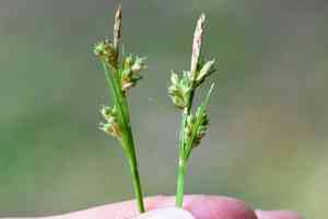 Fibrous-root sedge(Carex communis)
