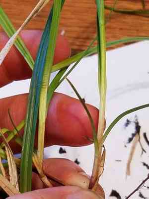 Fibrous-root sedge(Carex communis)