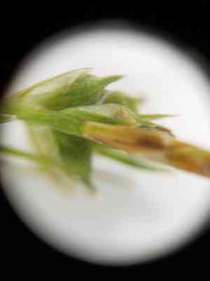 Fibrous-root sedge(Carex communis)