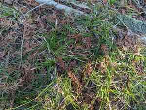 Low northern sedge(Carex concinna)