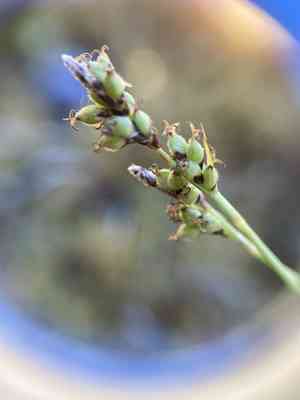 Low northern sedge(Carex concinna)