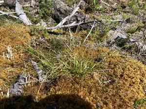 Low northern sedge(Carex concinna)