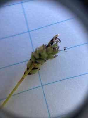 Low northern sedge(Carex concinna)