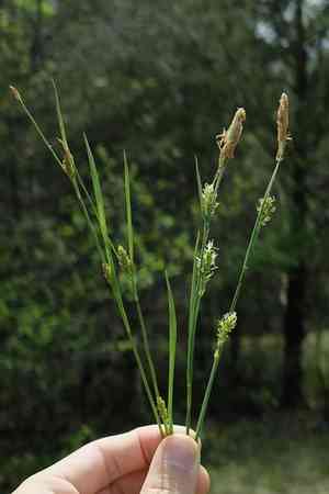 Crawe's sedge(Carex crawei)