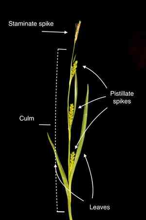 Crawe's sedge(Carex crawei)