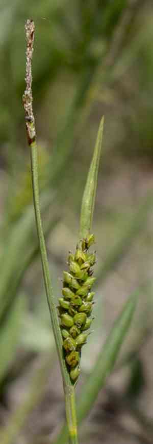 Crawe's sedge(Carex crawei)