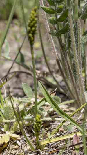 Crawe's sedge(Carex crawei)