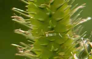Fringed sedge(Carex crinita)