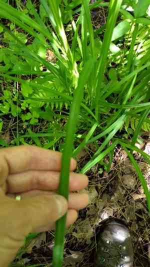 Fringed sedge(Carex crinita)