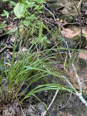 Fringed sedge(Carex crinita)