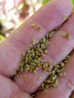 Fringed sedge(Carex crinita)