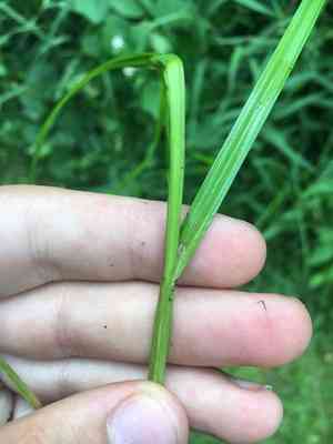 Crested sedge(Carex cristatella)