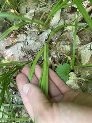 Crested sedge(Carex cristatella)