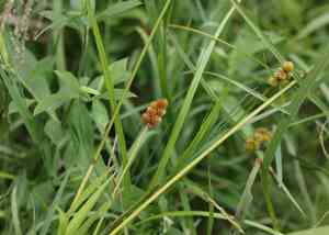 Crested sedge(Carex cristatella)