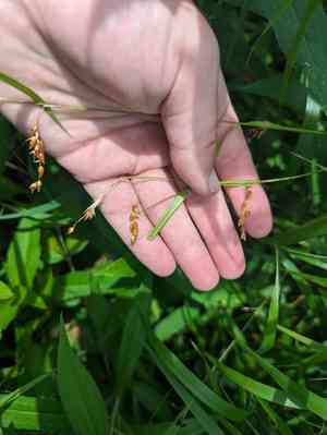 Davis' sedge(Carex davisii)