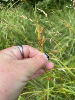 Davis' sedge(Carex davisii)