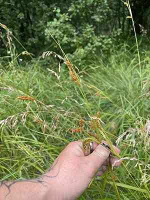 Davis' sedge(Carex davisii)