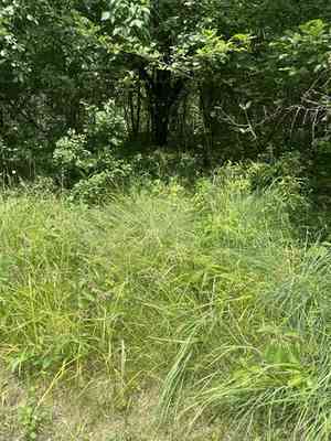 Davis' sedge(Carex davisii)