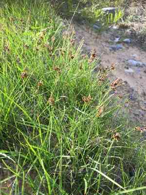 Northern sedge(Carex deflexa)