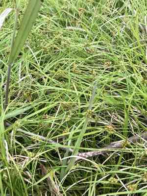 Northern sedge(Carex deflexa)