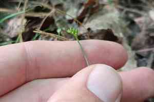 Northern sedge(Carex deflexa)