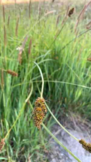Dense sedge(Carex densa)