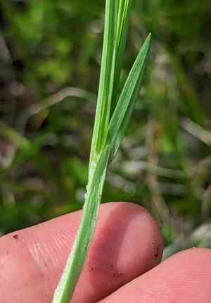 Dense sedge(Carex densa)