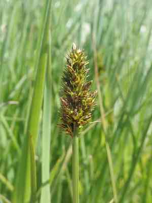 Dense sedge(Carex densa)