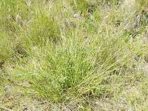 Dense sedge(Carex densa)