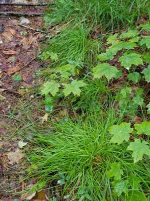 Dewey's sedge(Carex deweyana)