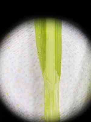 Dewey's sedge(Carex deweyana)