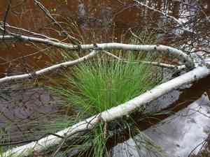 Lesser panicled sedge(Carex diandra)