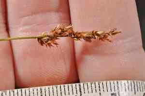 Lesser panicled sedge(Carex diandra)