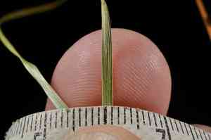 Lesser panicled sedge(Carex diandra)