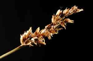 Lesser panicled sedge(Carex diandra)