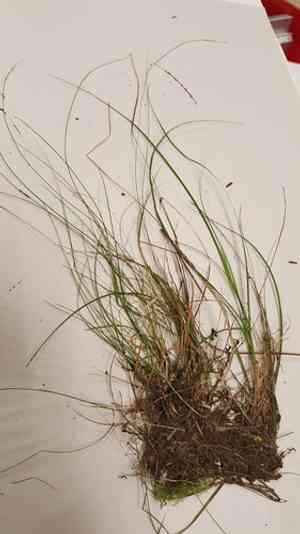 Softleaf sedge(Carex disperma)