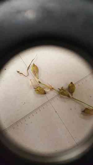 Softleaf sedge(Carex disperma)