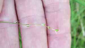 Softleaf sedge(Carex disperma)