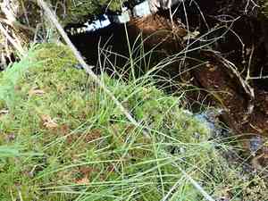 Softleaf sedge(Carex disperma)