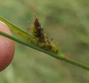 Distant sedge(Carex distans)