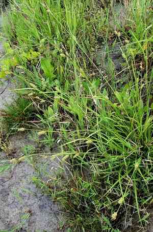 Distant sedge(Carex distans)