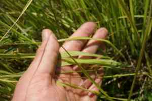 Distant sedge(Carex distans)