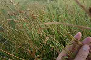 Distant sedge(Carex distans)
