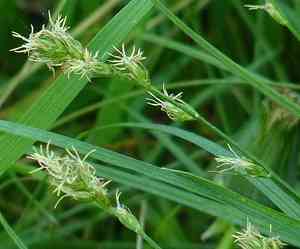 Grassland sedge(Carex divulsa)