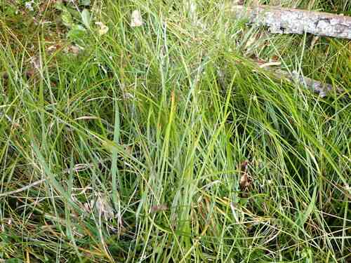 Grassland sedge(Carex divulsa)