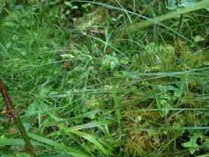 Grassland sedge(Carex divulsa)