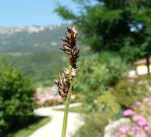 Grassland sedge(Carex divulsa)