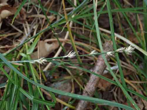 Grassland sedge(Carex divulsa)