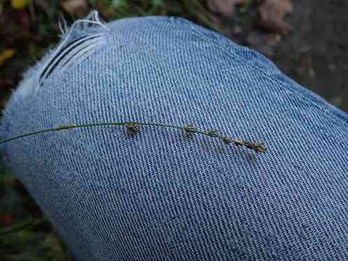 Grassland sedge(Carex divulsa)
